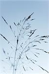 Tall grass blowing in the wind