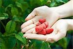 Cupped hands holding fresh raspberries