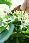 Basket full of leaves, hand grasping handle, cropped