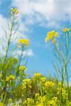 Close-Up of Canola Plant