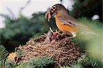 Robin Feeding Chicks