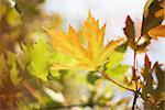 Gros plan des feuilles sur les arbres, Hambourg, Allemagne