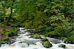 Fluß durch Wald im Herbst, Brecon-Beacons-Nationalpark, Carmarthenshire, Wales