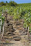 Steintreppe im Weinberg, Ahrweiler, Deutschland