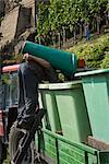 Vineyard Worker Emptying Barrel of Grapes, Ahrweiler, Germany