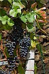 Vinification du raisin sur la vigne, Ahrweiler, Allemagne