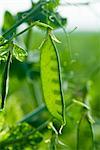 Close-up of Pea Pod, Bergheim, Bavaria, Germany