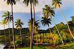 Bosquet de palmiers par baie, Huahine, Polynésie française