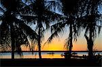 Coucher de soleil à travers les palmiers arbres, Maupiti, Polynésie française