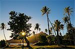 Sunrise through Tree, Maupiti, French Polynesia