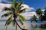 Opunohu Bay, Moorea, French Polynesia