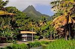 Road by Mountain, Avarua, Rarotonga, Cook Islands, South Pacific