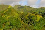 Forêt tropicale sur le flanc de la montagne, Rarotonga, Cook Islands