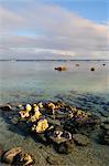 Corals on Beach, Rarotonga, Cook Islands