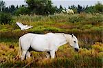 Oiseau atterrissant sur cheval Camargue, Camargue, France