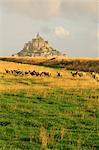 Moutons dans les champs près de Mont-Saint-Michel, Normandie, France