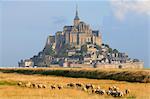 Moutons dans les champs près de Mont-Saint-Michel, Normandie, France