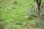 Deer in Grass, Salzburg, Austria