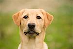 Retriever du Labrador jaune