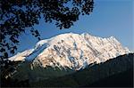 Mont Watzmann et Maple Tree, Bavière, Allemagne