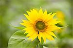 Close-up of Sunflower