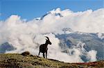 Alpine Ibex, Aiguilles Verte, Chamonix, Frankreich