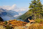 Alpine Ibex, Aiguilles Rouges, Chamonix, France