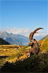 Alpine Ibex, Aiguilles Rouges, Chamonix, France