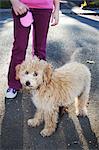 Porträt des Labradoodle Welpe mit Mädchen