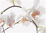 Blütenstiel mit weiße Orchidee