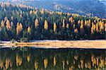 Mountain, Forest and Lake, Lej da Staz, St Moritz, Switzerland