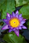 Water Lily, Ubud, Bali, Indonesia