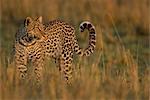 Leopard in Tall Grass at Sunrise