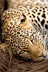 Gros plan du léopard