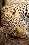 Close-up of Leopard