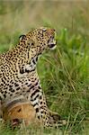 Leopard mit Beute