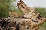 Leopard on Log