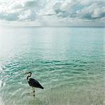 Sea Bird by Shore, Alif Alif Atoll, Maldives