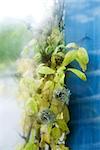 Wilted clematis growing by blue pole