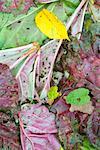 Variety of colorful leaves