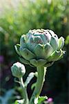 Artichoke