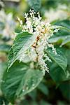 Elder flowers