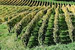 Vineyard, high angle view