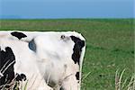 Tail end of cow in pasture