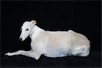 Portrait of Greyhound