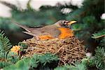 Robin Sitting in Nest