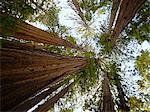 Regardant vers le haut de Redwood arbres à Muir Woods National Monument, Californie, Etats-Unis