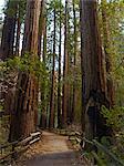 Redwood-Bäume, Muir Woods National Monument