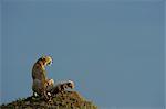 Cheetah Mother and Cub