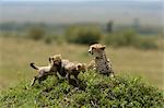 Cheetah Family on Termite Mound